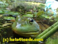/home//u458753944/public_html/sourcegallery////Frogs/Bullfrogs 2016-08 Ontario/P8091469.JPG